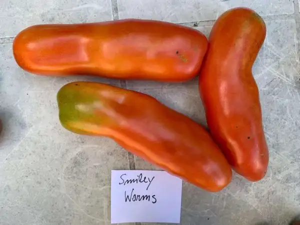 Tomaten: Smiley Worms