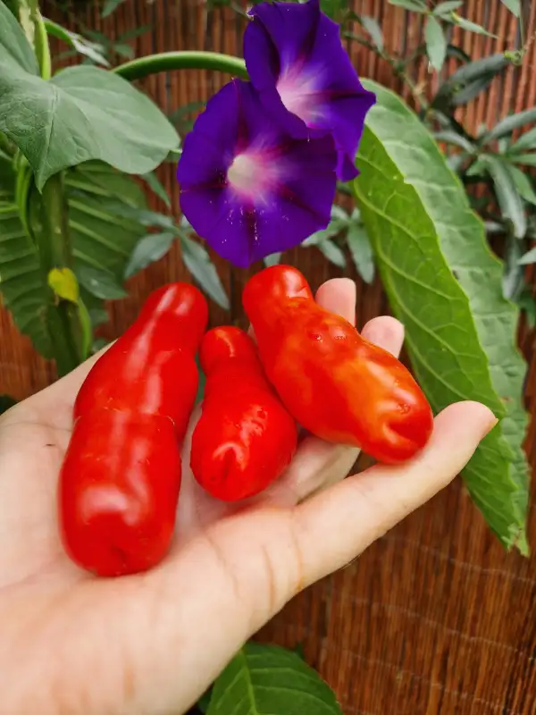 Tomaten: Smiley Worms