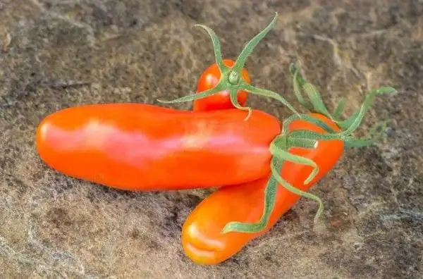 Tomaten: Smiley Worms