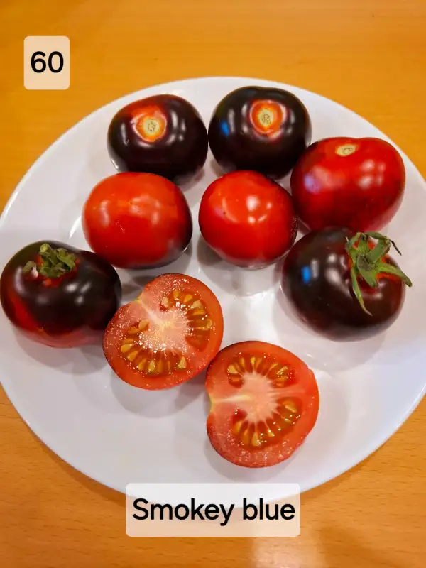 Tomaten: Smokey blue