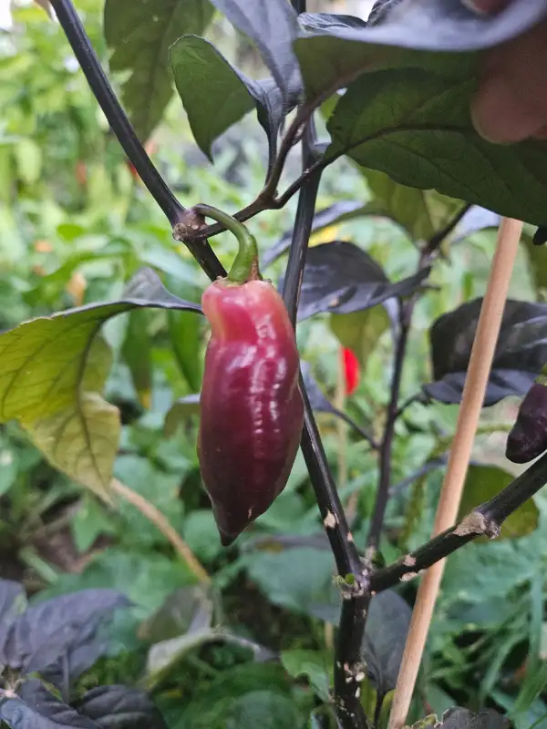 Chili: Smooth White