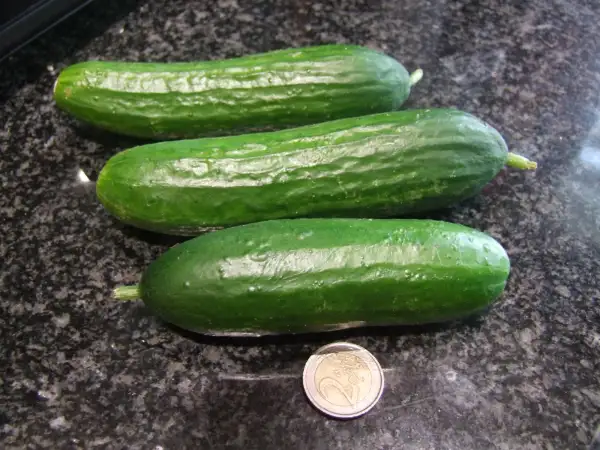 Gurken: Snack Gurke