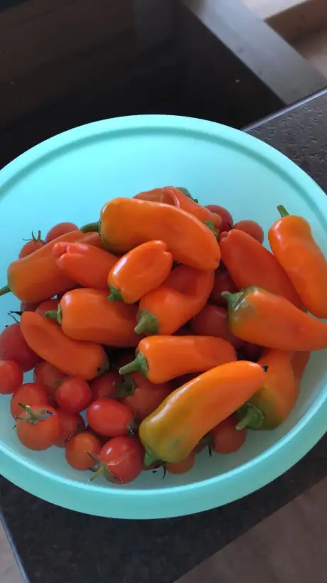 Chili / Paprika: Snack Paprika