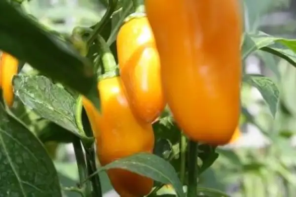 Chili / Paprika: Snack Paprika Gelb