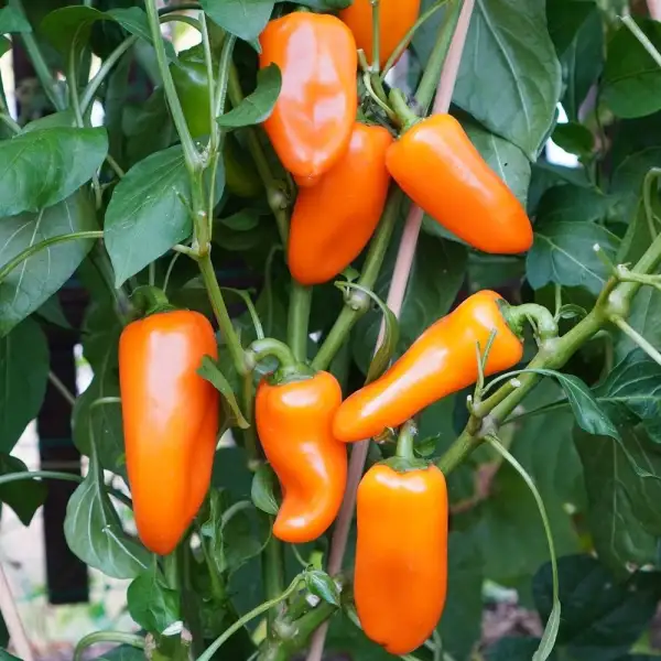 Chili / Paprika: Snack Paprika Orange