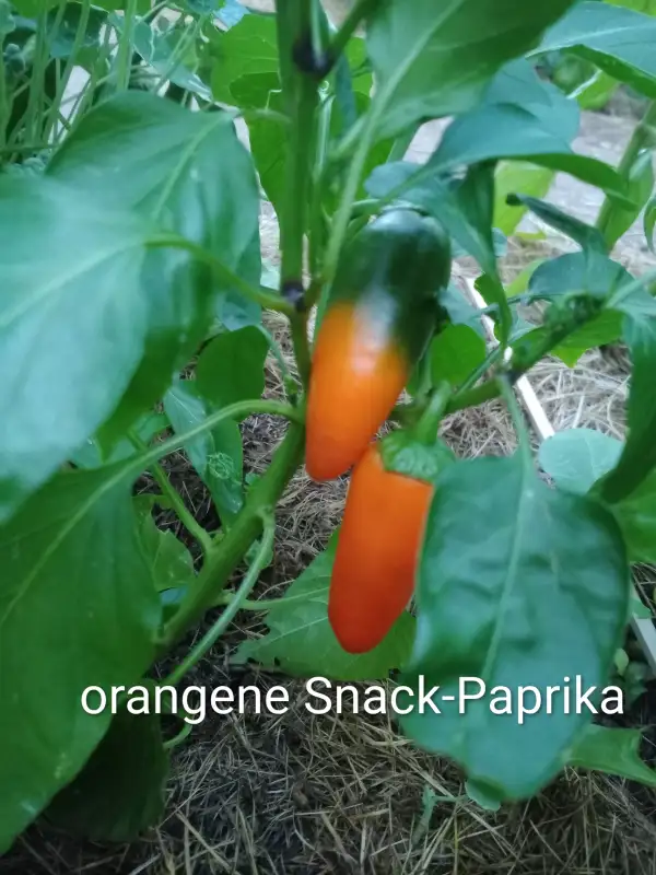 Paprika: Snack-Paprika orange