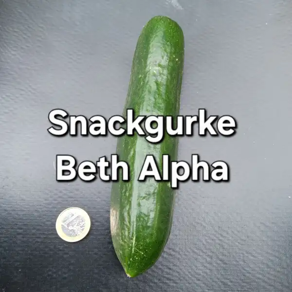 Gurken: Snackgurke Beth Alpha