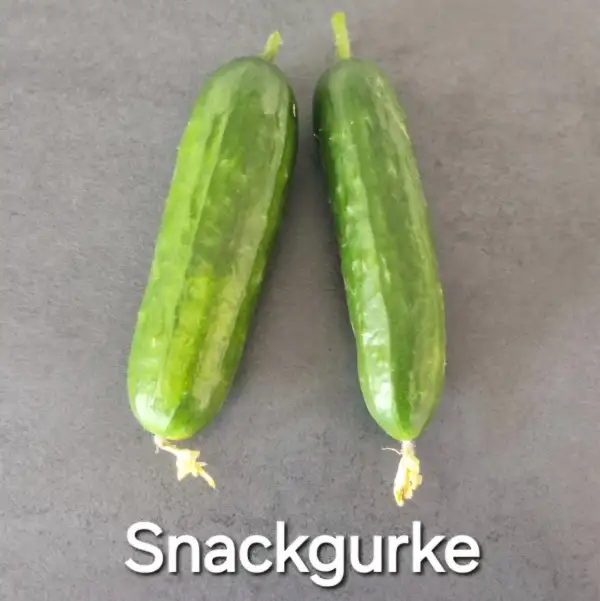 Gurken: Snackgurke Beth Alpha (5+ Korn)