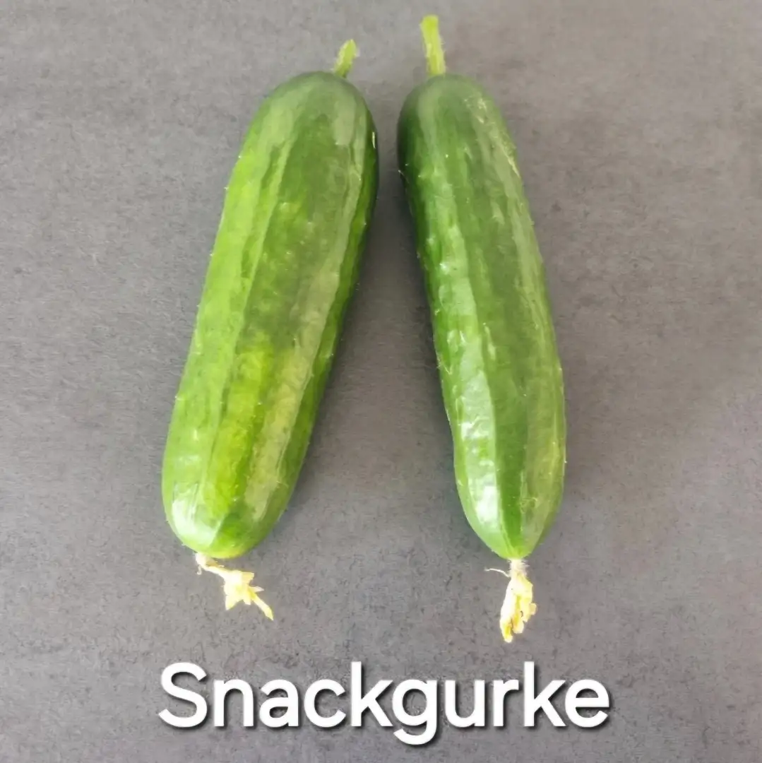 Gurken: Snackgurke Beth Alpha (5+ Korn)