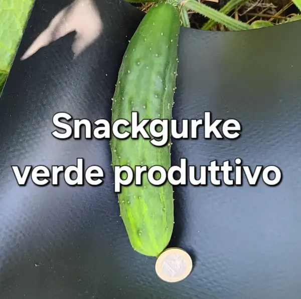 Gurken: Snackgurke Mezzo lungo verde produttivo