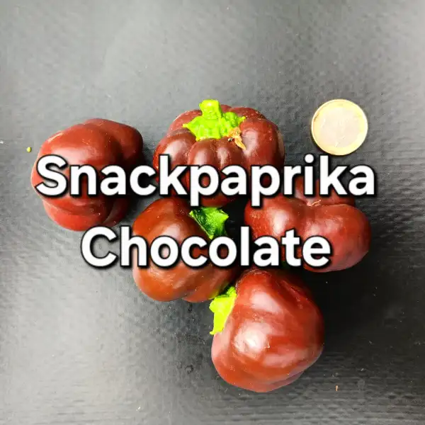 Chili / Paprika: Snackpaprika Chocolate