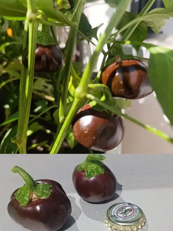 Paprika: Snackpaprika Chocolate