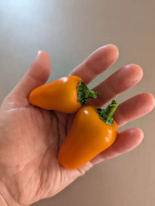 Paprika: Snackpaprika Flynn