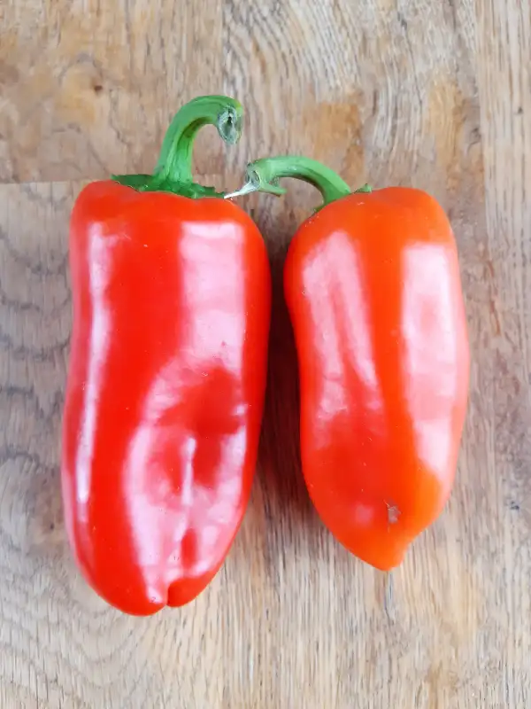 Chili / Paprika: Snackpaprika Fritz