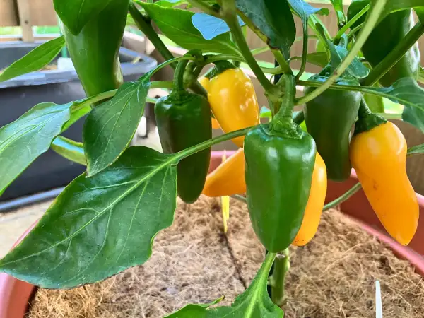 Chili / Paprika: Snackpaprika gelb