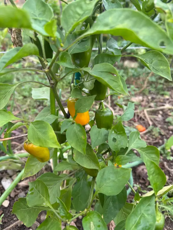 Chili / Paprika: Snackpaprika gelb