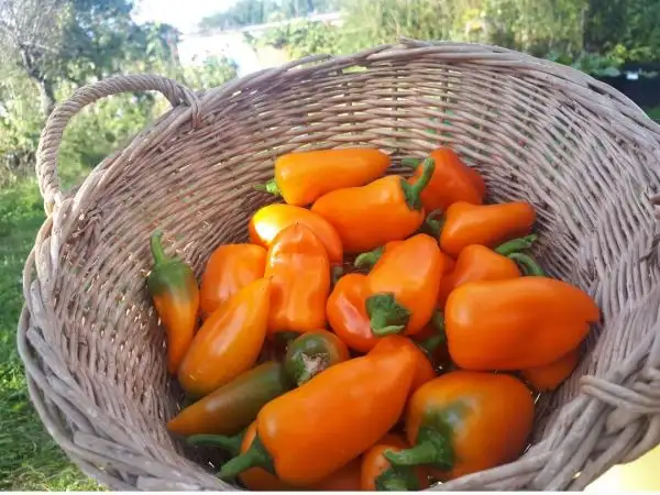 Chili / Paprika: Snackpaprika Hamik