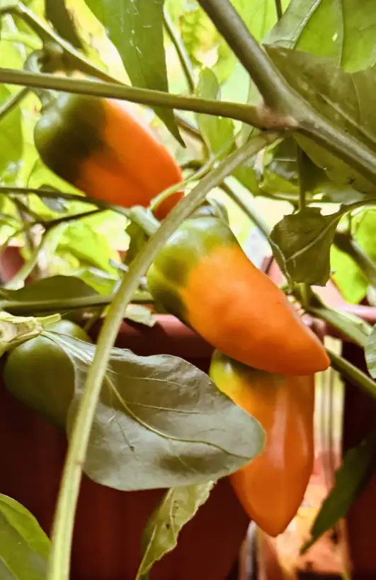 Chili / Paprika: Snackpaprika Orange