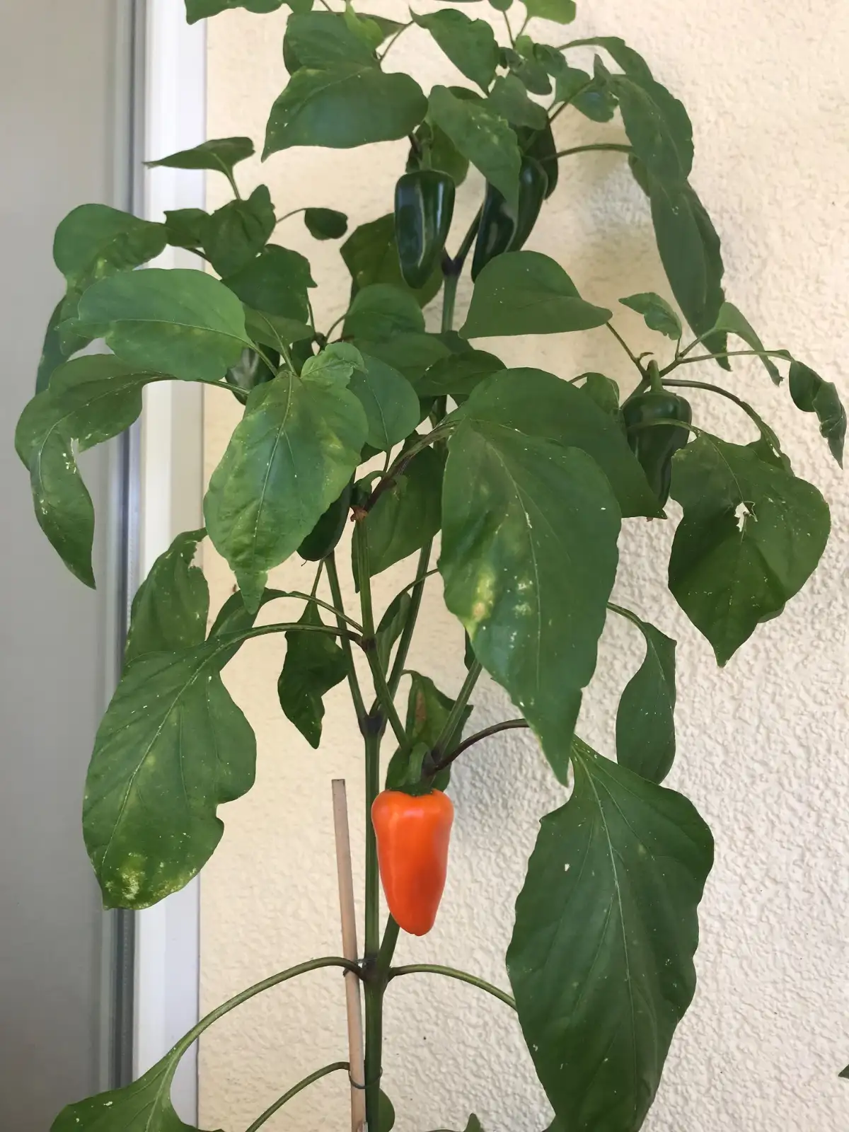 Chili / Paprika: Snackpaprika Orange