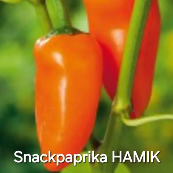 Chili / Paprika: Snackpaprika orange Hamik