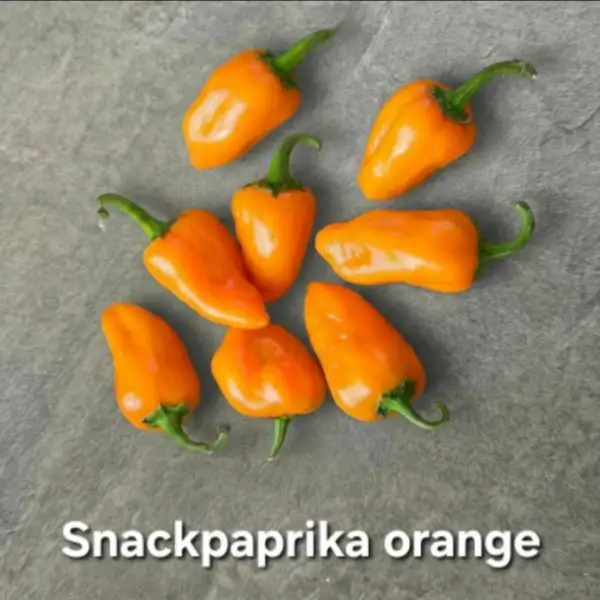 Paprika: Snackpaprika orange Hamik