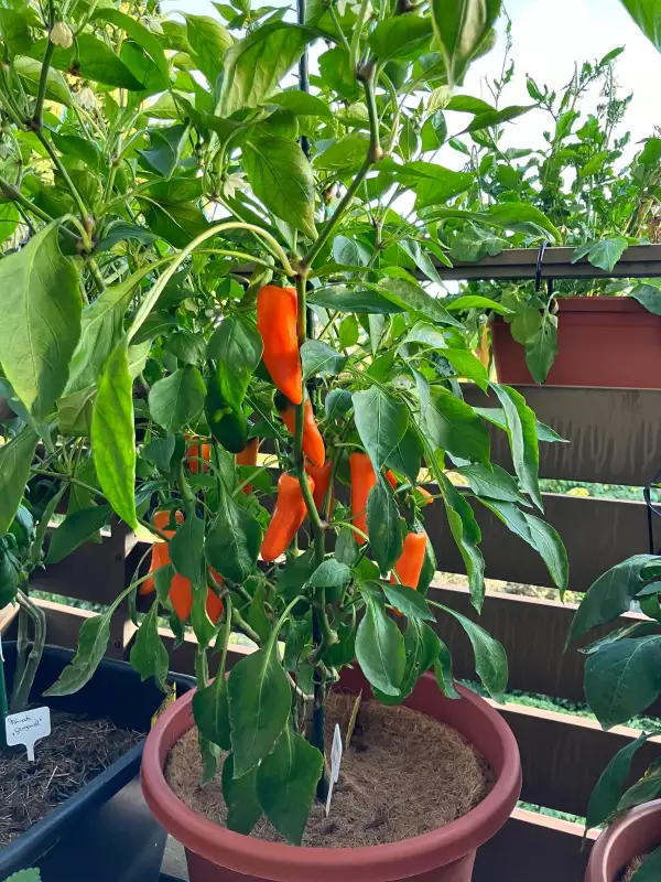 Chili / Paprika: Snackpaprika orange (ähnlich Lunchbox)
