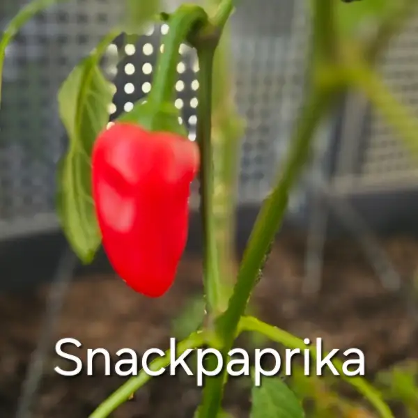 Chili / Paprika: Snackpaprika rot