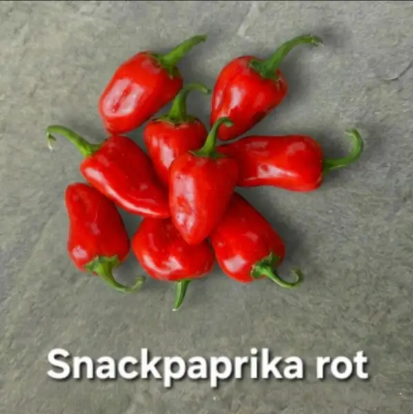 Paprika: Snackpaprika rot