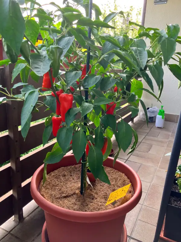 Chili / Paprika: Snackpaprika rot (süß)
