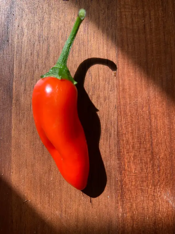 Paprika: Snackpaprika Tourmaline (aus Rumänien)