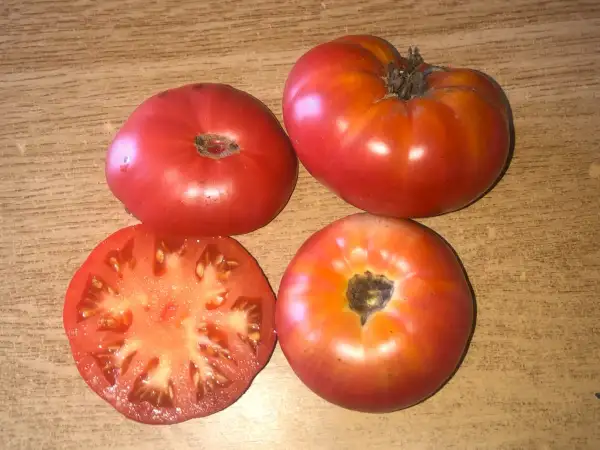 Tomaten: Snakebite Dwarf