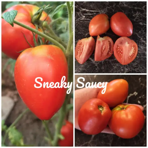 Tomaten: Sneaky Saucy