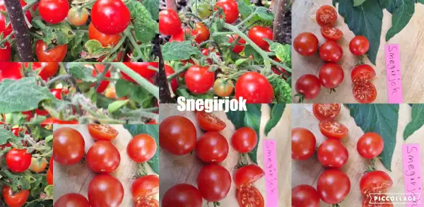 Tomaten: Snegirjok - Zwergtomate