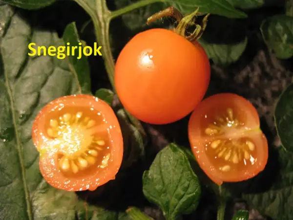 Tomaten: Snegirjok