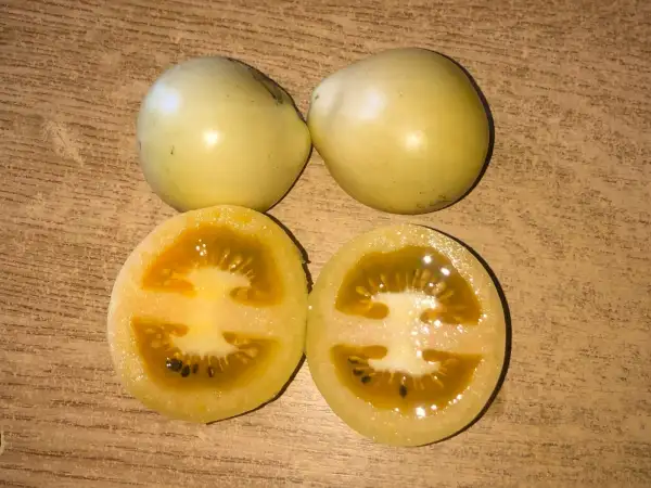Tomaten: Snegopad