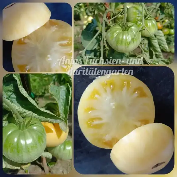 Tomaten: Snezhno Belyi