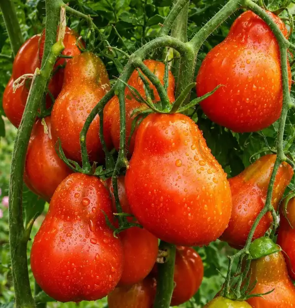Tomaten: Snickers