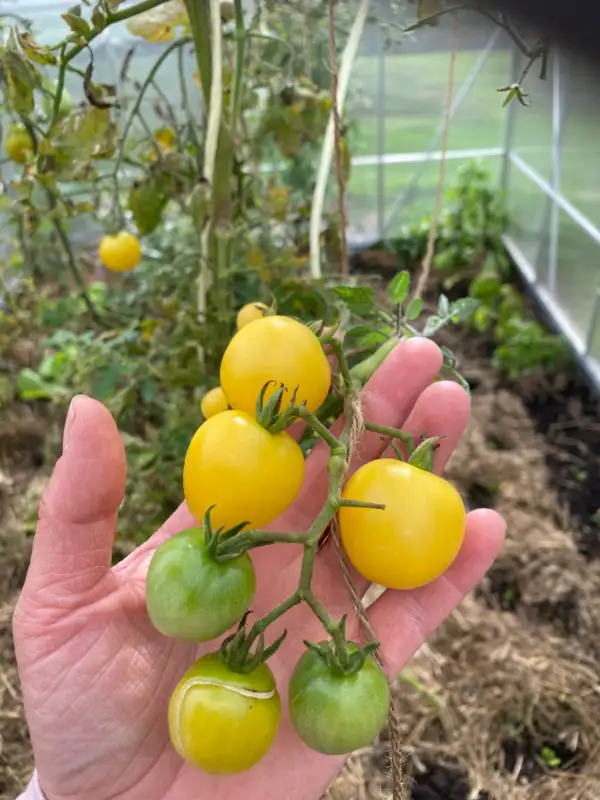 Tomaten: Snow White Cherry