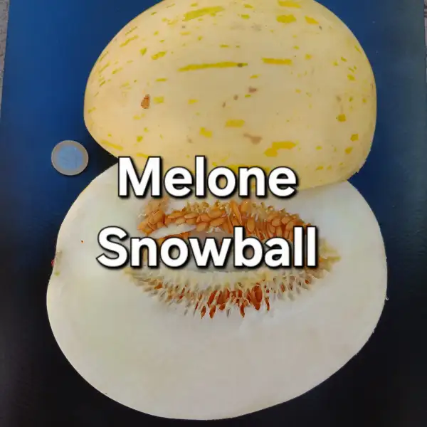 Melonen: Snowball Melone