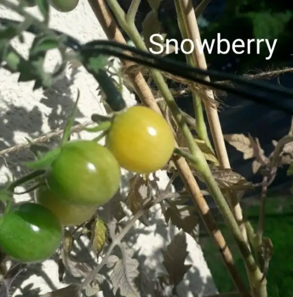 Tomaten: Snowberry