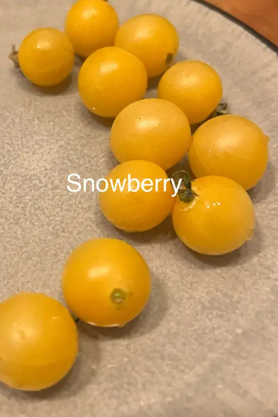 Tomaten: Snowberry