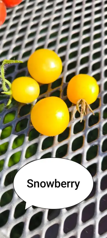 Tomaten: Snowberry