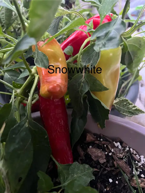 Chili / Paprika: Snowwhite