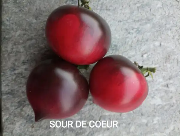 Tomaten: Soeur de Coeur