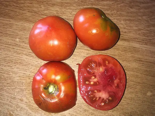 Tomaten: Sofi
