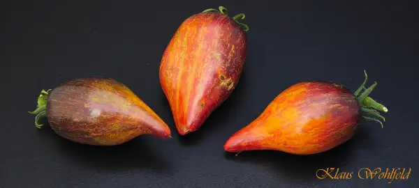 Tomaten: Sofia Fiery Comet
