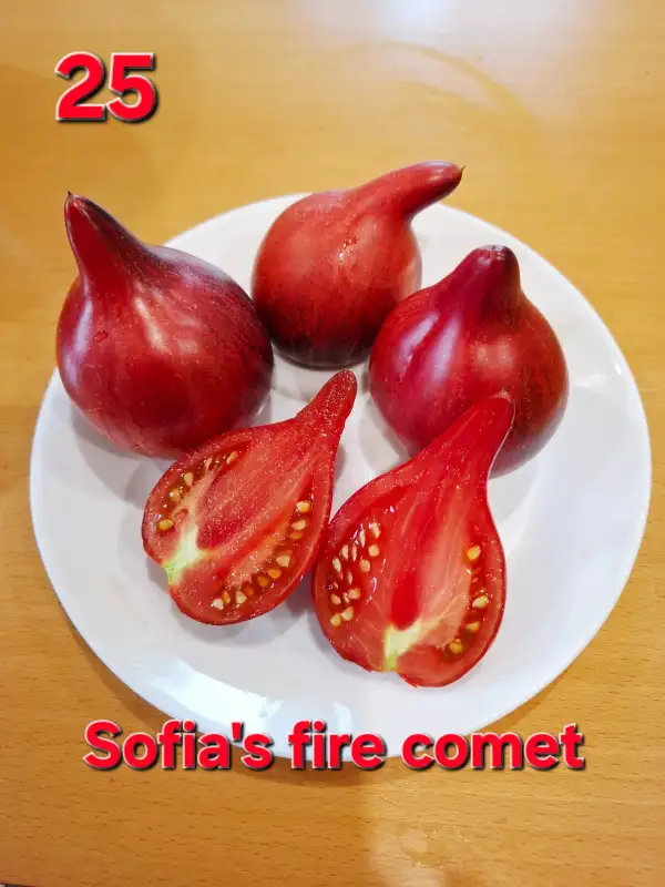 Tomaten: Sofia fire comet