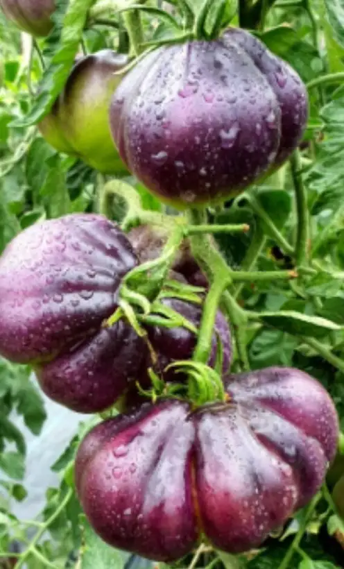 Tomaten: Sofia