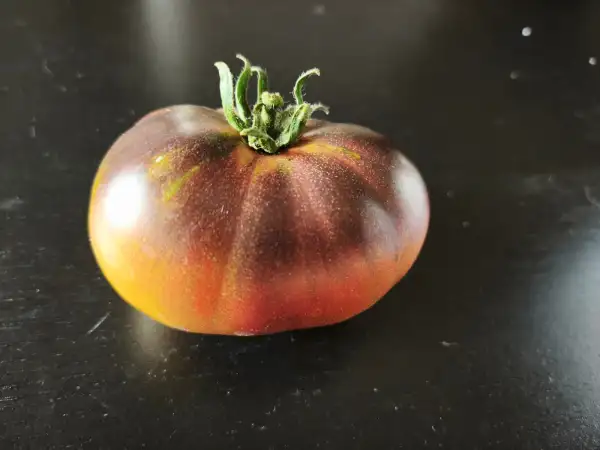 Tomaten: Sofia