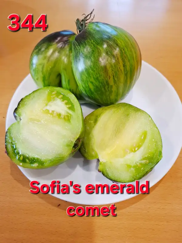 Tomaten: Sofia
